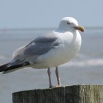 Meeuw