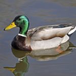 Wilde eend