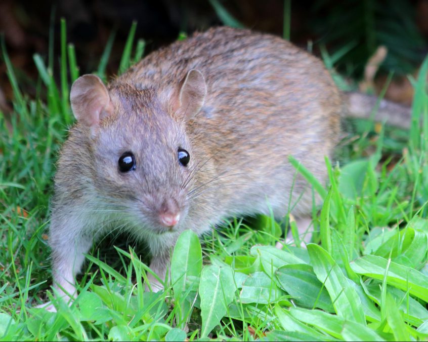 Bonus Aankondiging Picasso Rat, muis en mol - Faunabeheereenheid Zuid-Holland