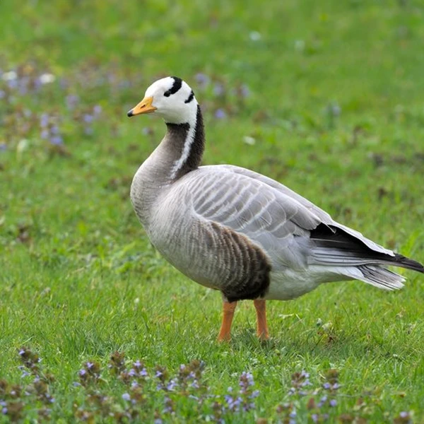 Indische gans