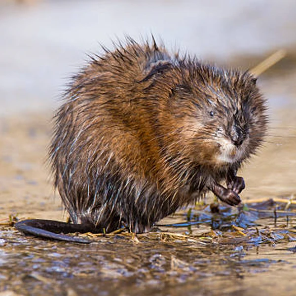 Muskusrat