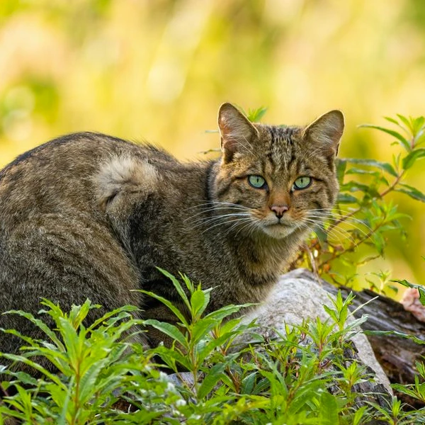 Verwilderde Kat